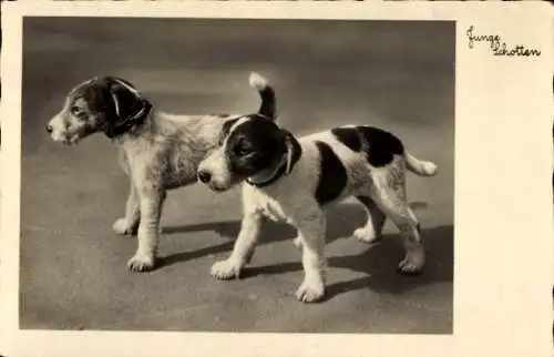 Ak Junge Schotten, Terrier, Hunde