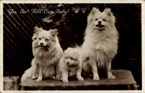 Ak Drei Hunde, Welpe