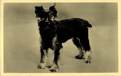 Ak Terrier, Hund-Porträt