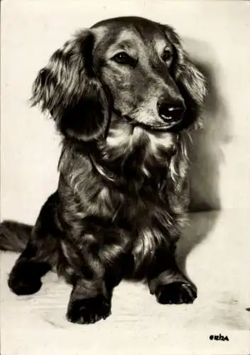 Ak Hund, Tierporträt