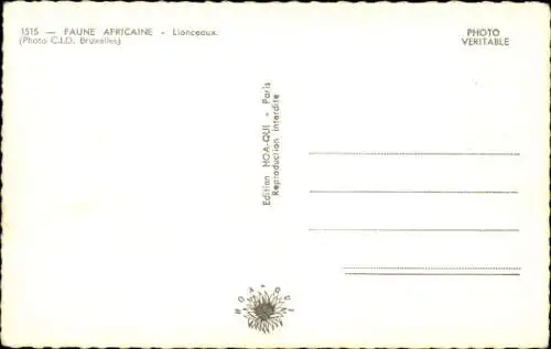 Ak Afrika, Löwen Babys