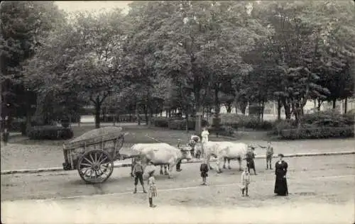 Foto Ak Ochsengespann mit Leiterwagen, Passanten auf Straße