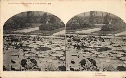 Stereo Ak Lotosblumen, Teich