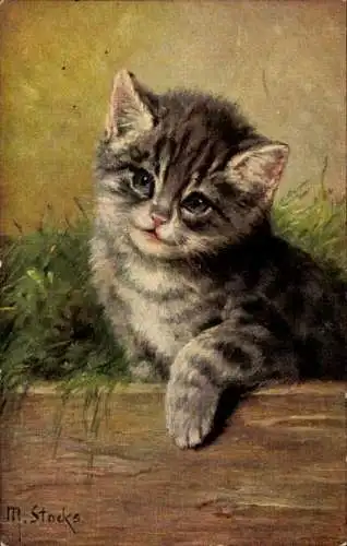 Künstler Ak Stocks, M., Katze mit kurzem Fell