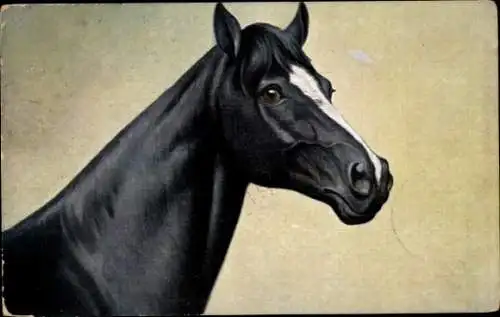 Künstler Ak Pferd, Pferdekopf