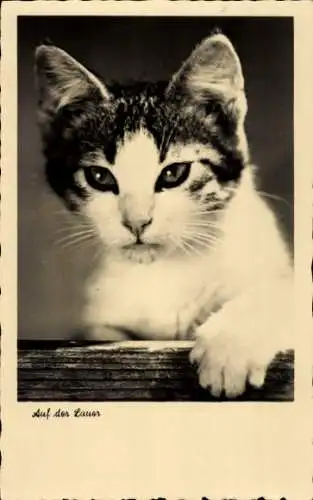 Ak Auf der Lauer, Katze