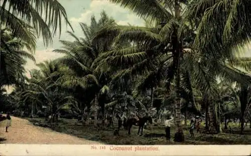 PC Penang Malaysia, Cocoanut plantation