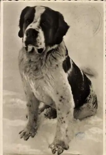 Ak Bernhardiner, Schnee