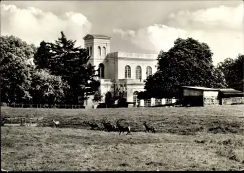Ak Putbus auf der Insel Rügen, Tierpark, Gebäude, Wiese, Tiere, Bäume, Wolken