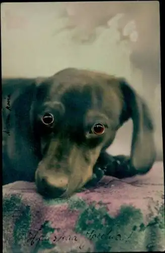 Ak Dackel Portrait mit Glasaugen