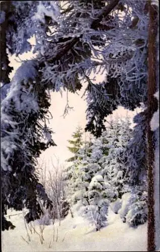 Ak Schellerhau Altenberg im Erzgebirge, Rauhfrost im Walde, Winter, Nenke und Ostermaier 270 4223