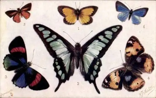 Puzzle Künstler Ak Wealthy, RJ, Schmetterlinge, Eurygona mys, Jamides democritus