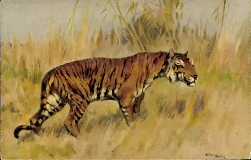 Künstler Ak Tiger in der Savanne