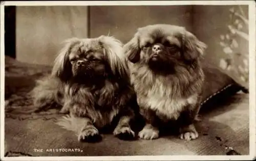 Ak The Aristocrats, Hundeportrait, Pekingese, Pekinese