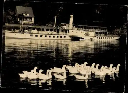 Ak Weiße Flotte Dresden