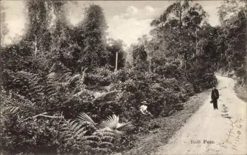 Ak Bulli New South Wales Australien, Landschaft mit Straße, Pflanzen, Person, historische Post...