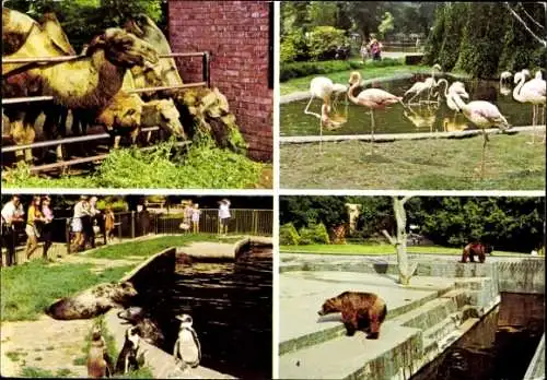 Ak Hansestadt Rostock, Kamele, Flamingos, Pinguine, Braunbären, Zoo Rostock