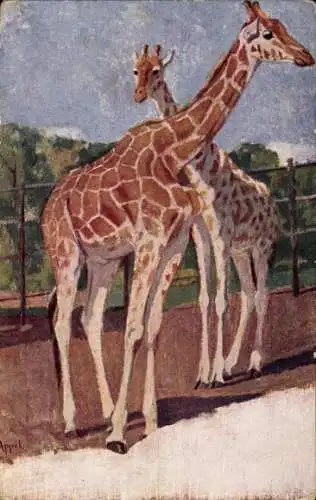 Künstler Ak Zwei Giraffen im Zoo, Giraffa camelopardalis