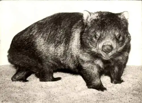 Ak Nacktnasenwombat