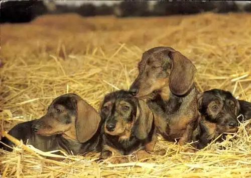 Ak Dackelhündin, Welpen