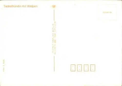 Ak Dackelhündin, Welpen