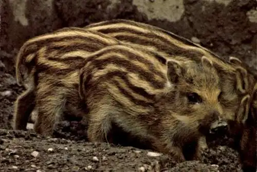 Ak Wildschweine, Ferkel