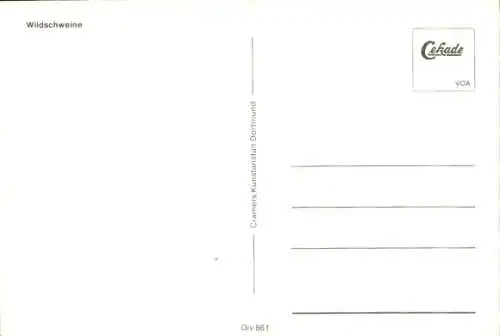 Ak Wildschweine, Ferkel