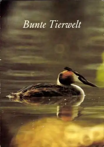 Ak Bunte Tierwelt, Ente