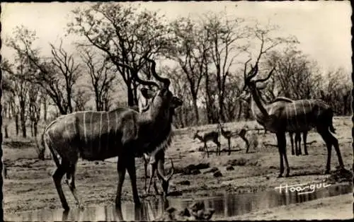 Ak Faune Africaine, Grands Koudous