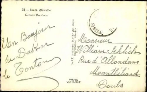 Ak Faune Africaine, Grands Koudous