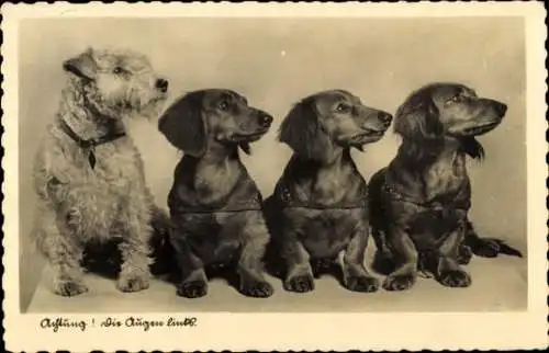 Ak Vier Hunde, Dackel, Terrier