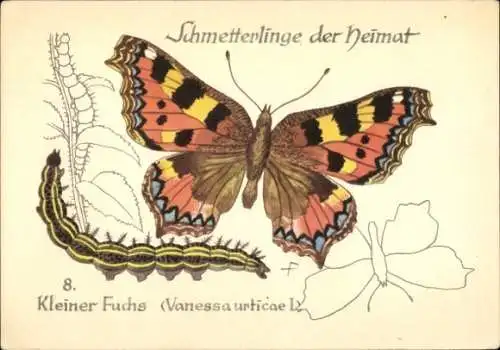 Ak Schmetterlinge der Heimat, Kleiner Fuchs