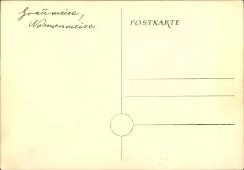 Künstler Ak Graumeise, Nonnenmeise