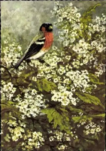 Ak Glückwunsch Pfingsten, Baumblüte, Vogel
