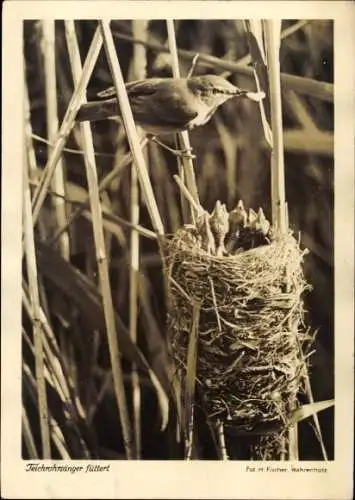 Ak Wahrenholz Niedersachsen, Teichrohrsänger füttert seine Jungen im Nest