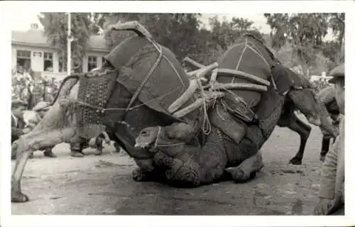 Ak Kamele, Kamelkampf