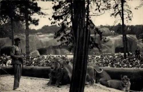 Ak Paris, Zoologische Garten, Löwen