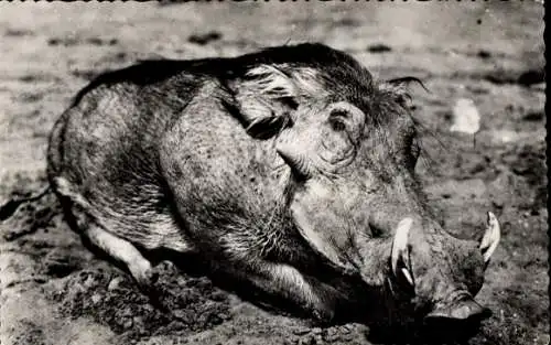 Ak Grootfontein Namibia, Deutsch Südwest Afrika, Warzenschwein, liegend
