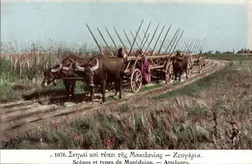 Ak Mazedonien, Szenen und Typen, Rinderkarren, Landwirtschaft