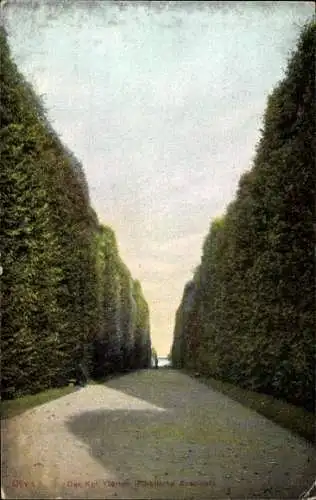 Ak Oliva Gdańsk Danzig, Parkansicht mit hohen Bäumen, Weg, sanfter Himmel