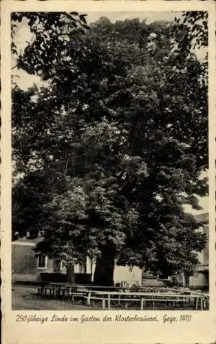 Ak Großpostwitz in Sachsen, Klosterbauerei, 250 jährige Linde im Garten
