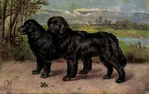 Künstler Ak Zwei schwarze Hunde