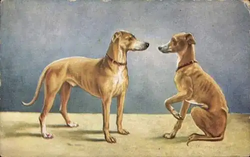 Ak Zwei hellbraune Hunde