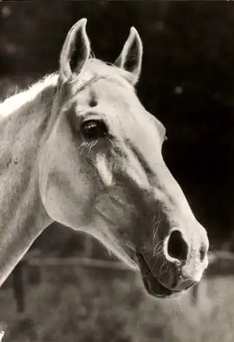 Ak Pferd, Pferdekopf