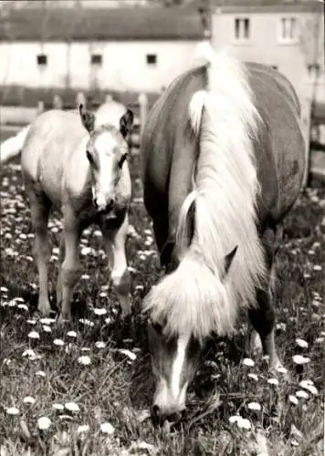 Ak Grasende Pferde, Kalb