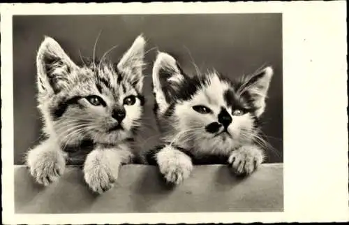 Ak Portrait zweier gefleckter Kitten