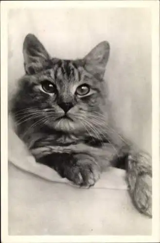 Ak Katze, Hauskatze