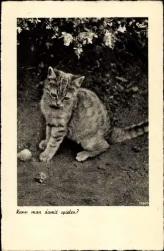 Ak Verspieltes Kitten