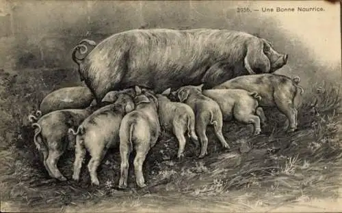 Ak Une Bonne Nourrice, Ferkel werden gesäugt