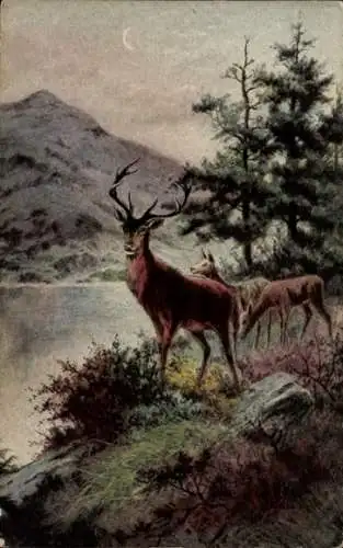 Künstler Ak Rembrandt, Stolzer Hirsch mt Rehen am Waldesrand